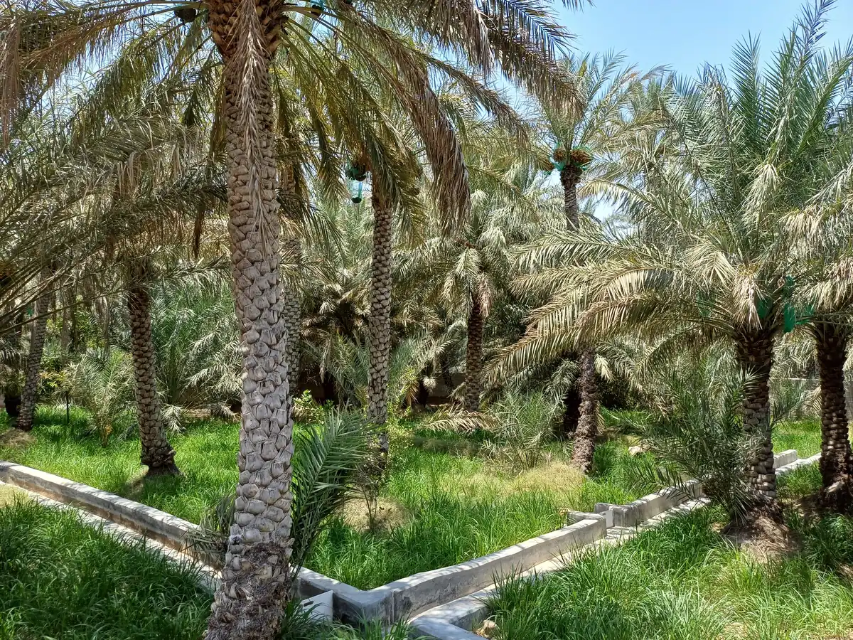 Date palms and low concrete falaj channels running through green grass in Al Ain Oasis, United Arab Emirates